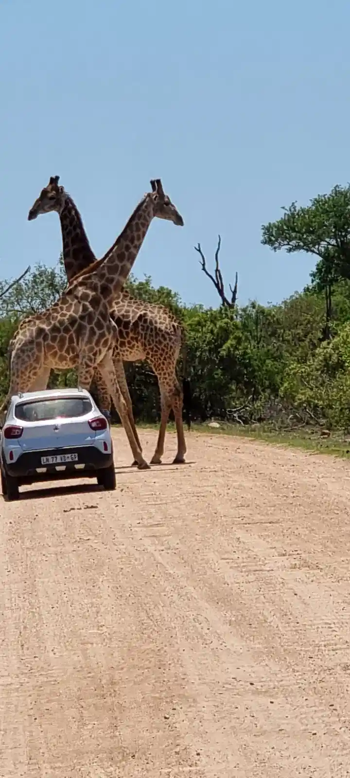 Two giraffes are standing on a dirt road, with one giraffe positioned directly on top of a silver car, blocking its path…