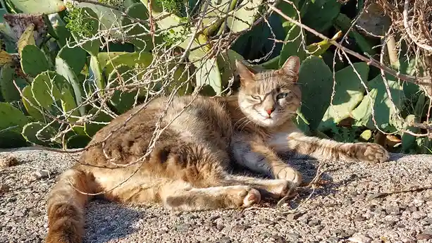 Just a cat being a cat.