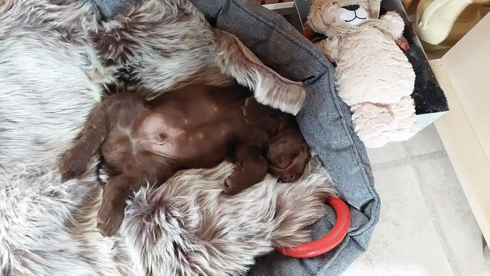 A small brown puppy is sleeping soundly on its back inside a grey dog bed, nestled against a larger, fluffy dog with white…