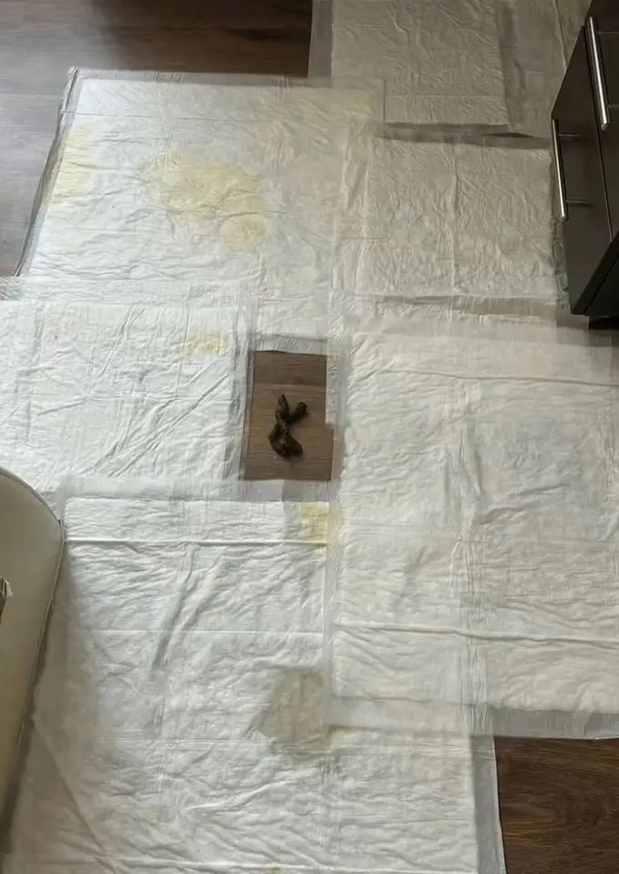 A top-down view of a floor covered with multiple white disposable diapers, some stained with yellow. In the center, a small…