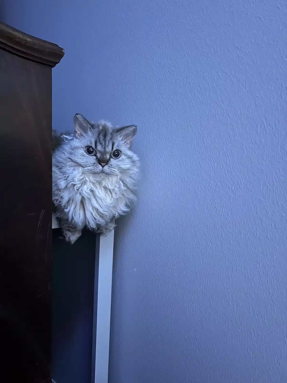 Hey human, check me out now!