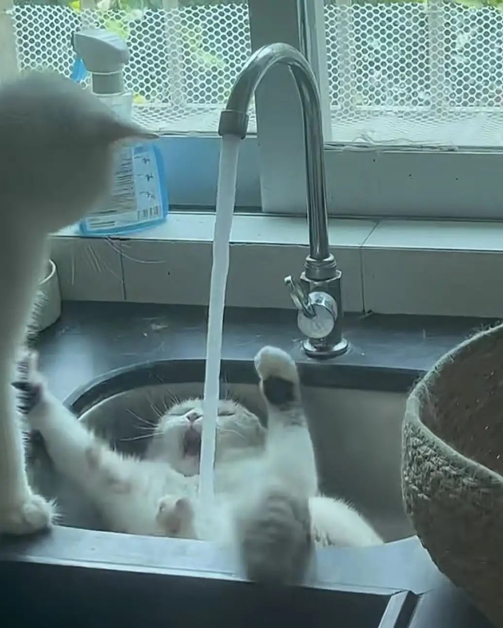A white cat is lying on its back in a kitchen sink, paws up, drinking water from a running faucet while another white cat…