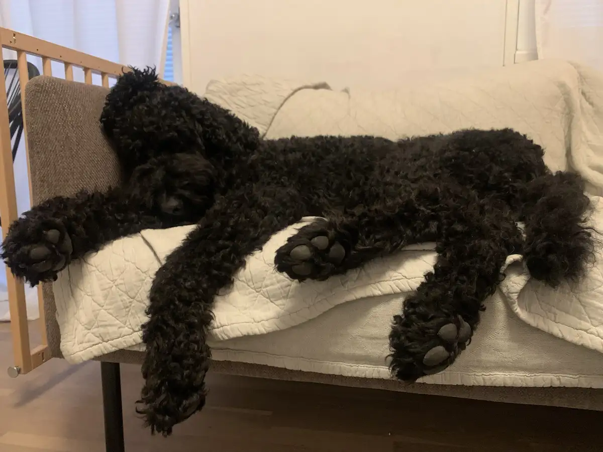 A black, curly-haired dog is sprawled out on a white quilted bed, appearing to be sleeping with its limbs splayed out. The…