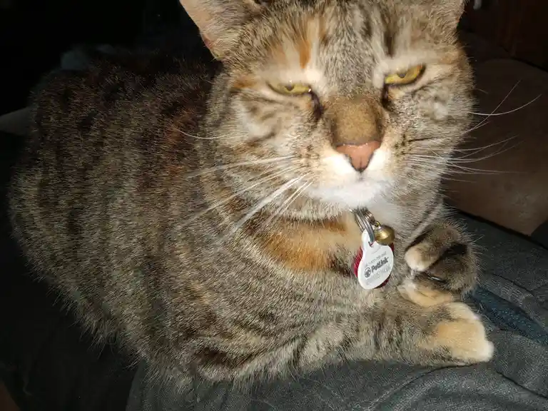 A close-up photo of a tabby cat with a white chest and orange patches, lying on a dark couch. The cat has half-closed…