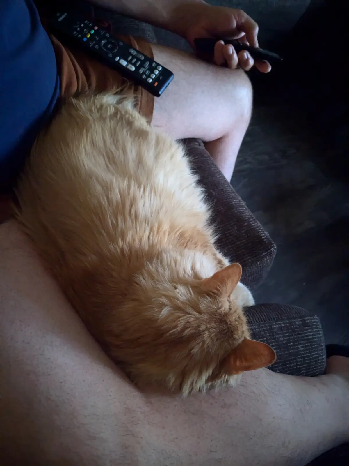Happy Caturday! Enjoy a Princess Mimi Photo Dump and Cat-Themed Memes to Brighten Your Day