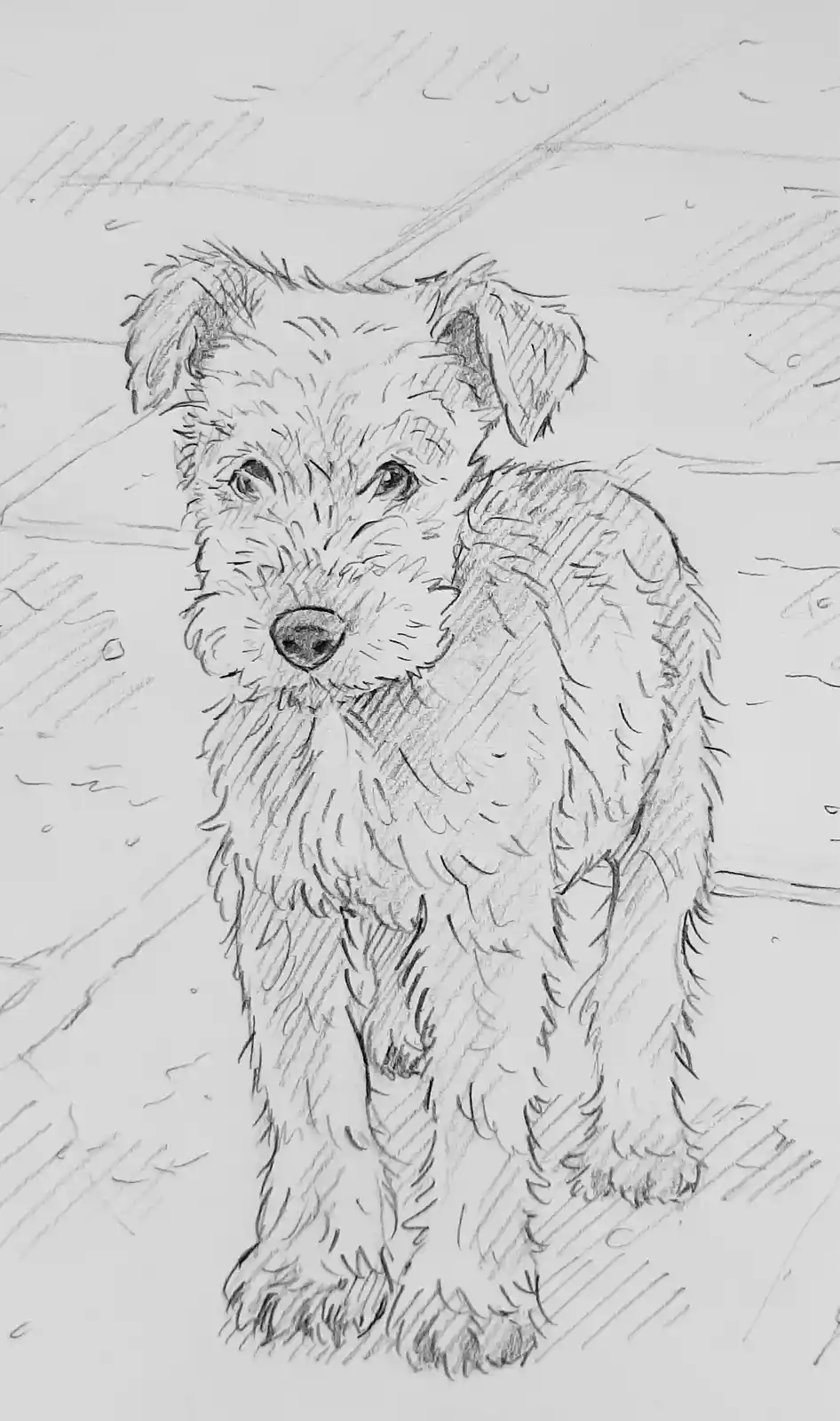 A detailed pencil sketch of a scruffy, shaggy dog standing on a wooden floor, looking directly at the viewer. The image has…