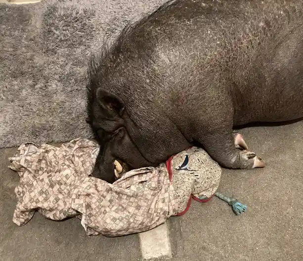 A large, dark-skinned warthog is lying on a concrete floor next to a grey shaggy rug, with its head buried in a patterned…