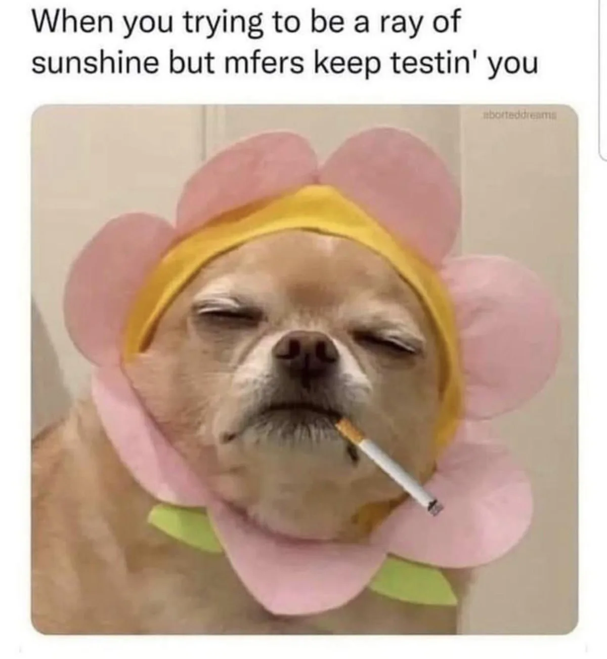 A small tan dog wearing a pink and yellow flower costume with green leaves, has its eyes closed and a cigarette in its…