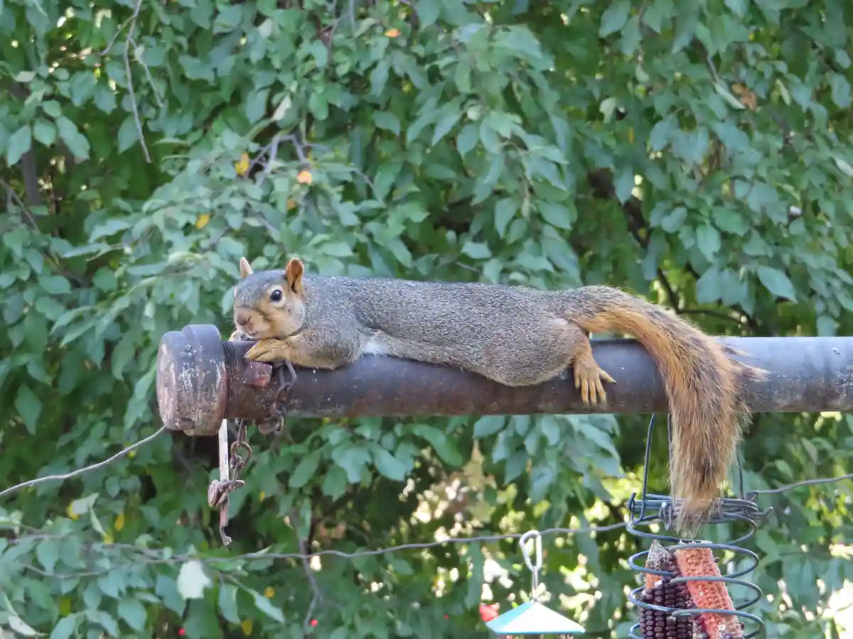 A gray squirrel with a bushy orange-brown tail is lying stretched out horizontally on a rusty metal pole, looking directly…