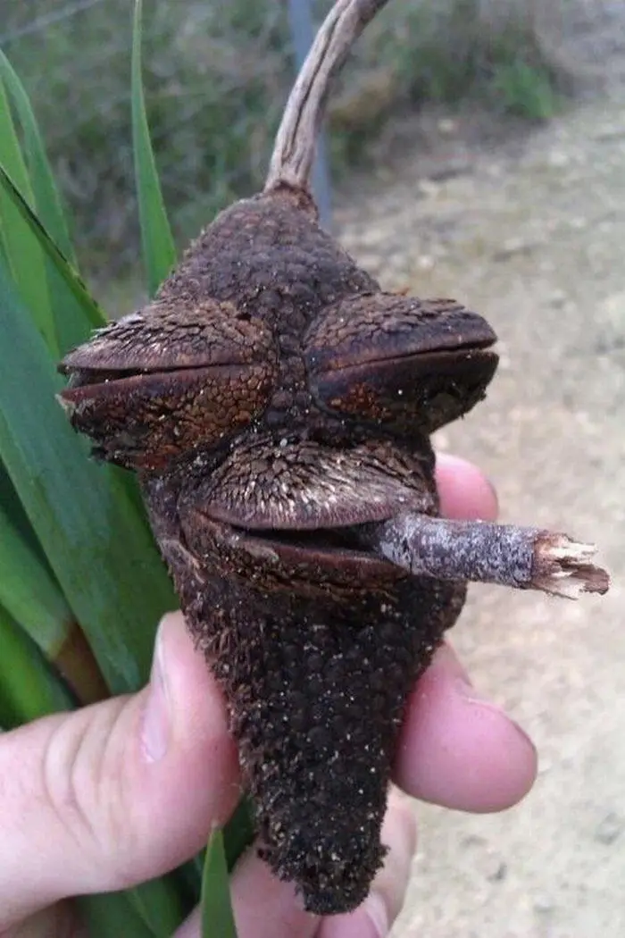 a hand holds a brown, textured plant pod that resembles a face with angry eyes and a mouth, with a small twig sticking out…