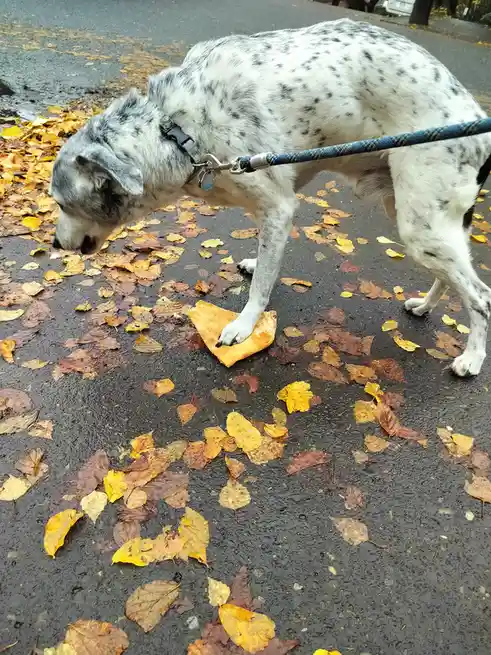 A white dog with black spots is on a leash, sniffing the ground covered in autumn leaves. One of its paws is placed on a…