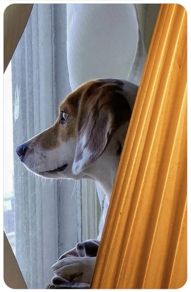 A brown and white dog with floppy ears peers out a window, its head and front paws visible as it looks intently outside. The…
