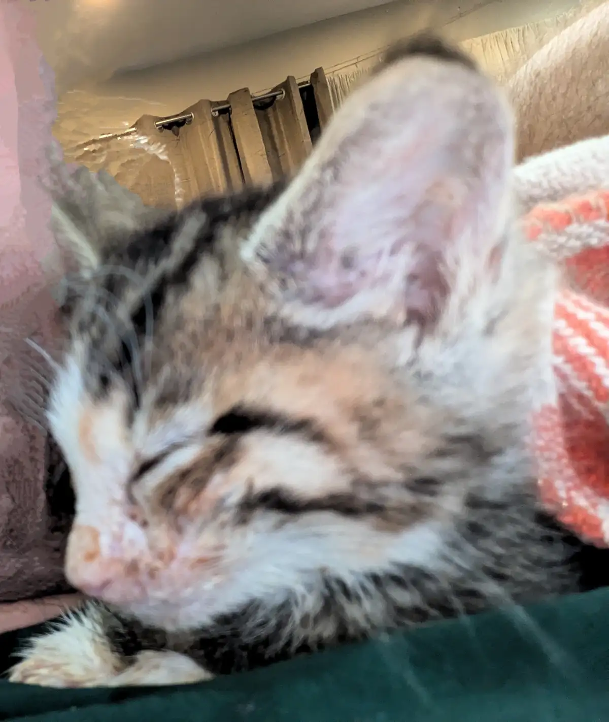 A close-up, slightly blurry photo shows a tabby cat with white and grey fur sleeping soundly on a green surface, its eyes…