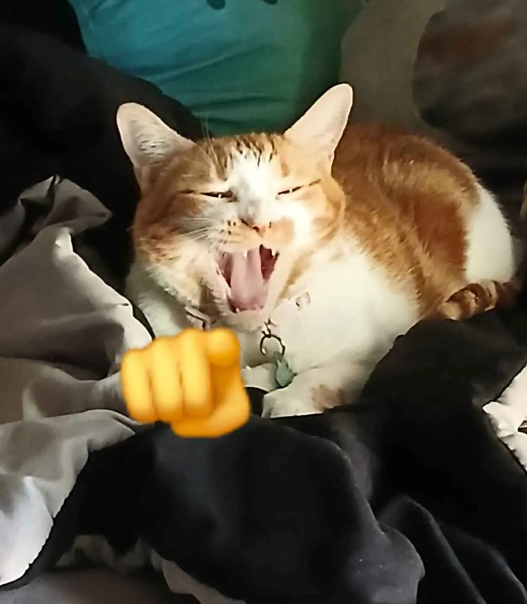 A ginger and white cat is captured mid-yawn with its mouth wide open, eyes squinted shut, and a yellow emoji fist pointing…