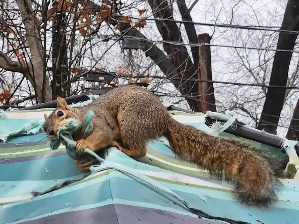 A brown squirrel is on a torn, striped blue-green and white tarp, holding a piece of the tarp in its mouth and paws. Bare…