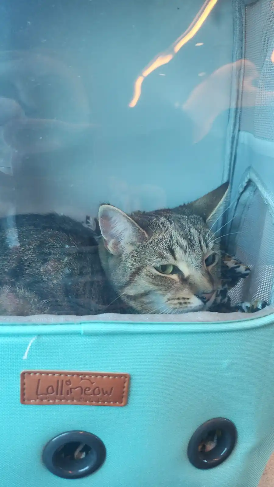 A tabby cat with green eyes is lying down inside a light blue pet carrier, looking out through a transparent window. The…