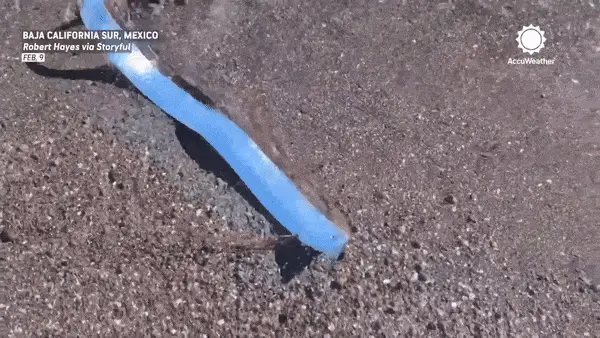 A sequence of six photos shows a long, thin blue plastic strip lying on dark sand at a beach in Baja California Sur, Mexico…