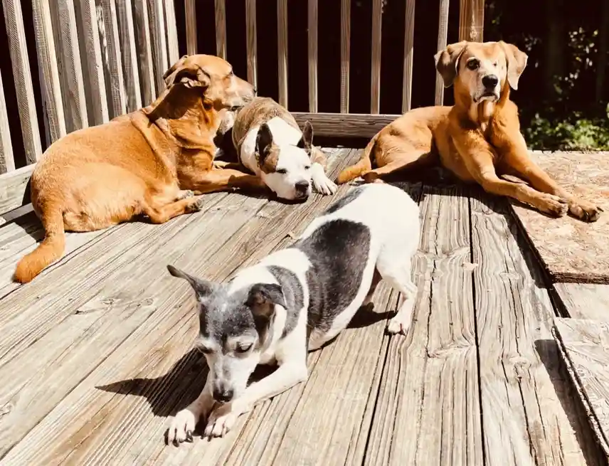 four dogs lounging on a wooden deck under bright sunlight, with one dog in the foreground looking down while the others rest…