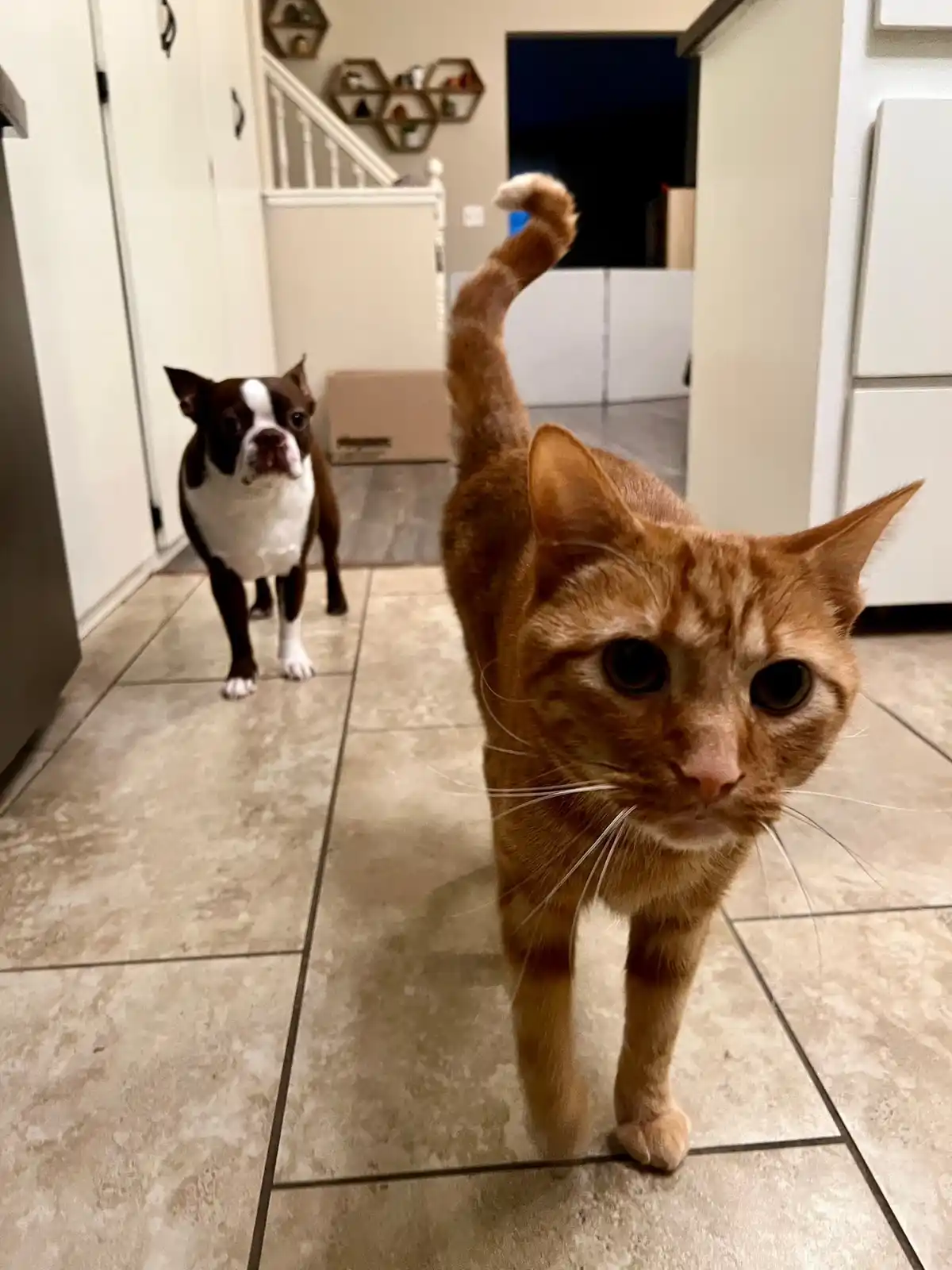 An orange tabby cat with a curved tail walks toward the camera with a disappointed expression, while a brown and white…