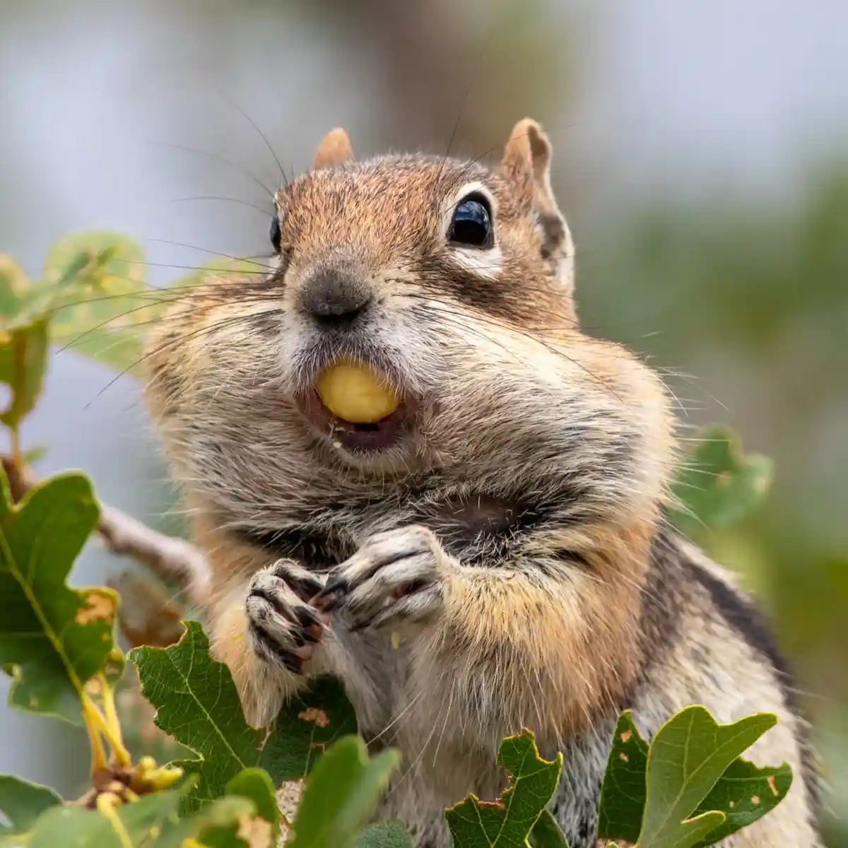 A close-up photo of a chipmunk or ground squirrel with brown and white fur, sitting among green oak leaves, holding a yellow…