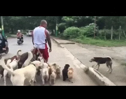 A man in a white tank top and red shorts walks down a paved road surrounded by a large group of dogs of various breeds and…