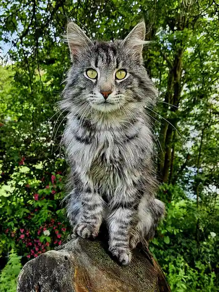 A long-haired, grey tabby cat with striking yellow eyes sits regally atop a mossy tree stump in a lush green garden. The cat…