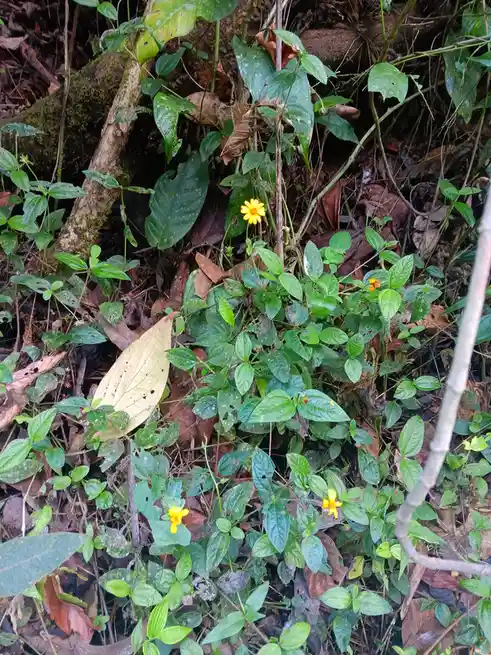 A photo of a forest floor covered in green foliage and brown leaves, with several small yellow flowers peeking through. The…