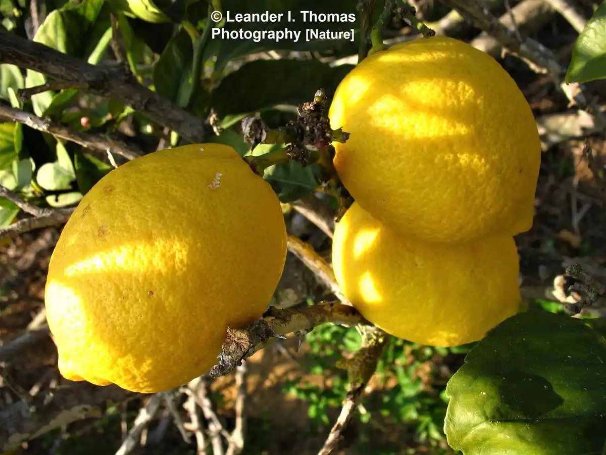 A close-up photo shows three bright yellow lemons growing on a tree branch, surrounded by green leaves and brown twigs. The…