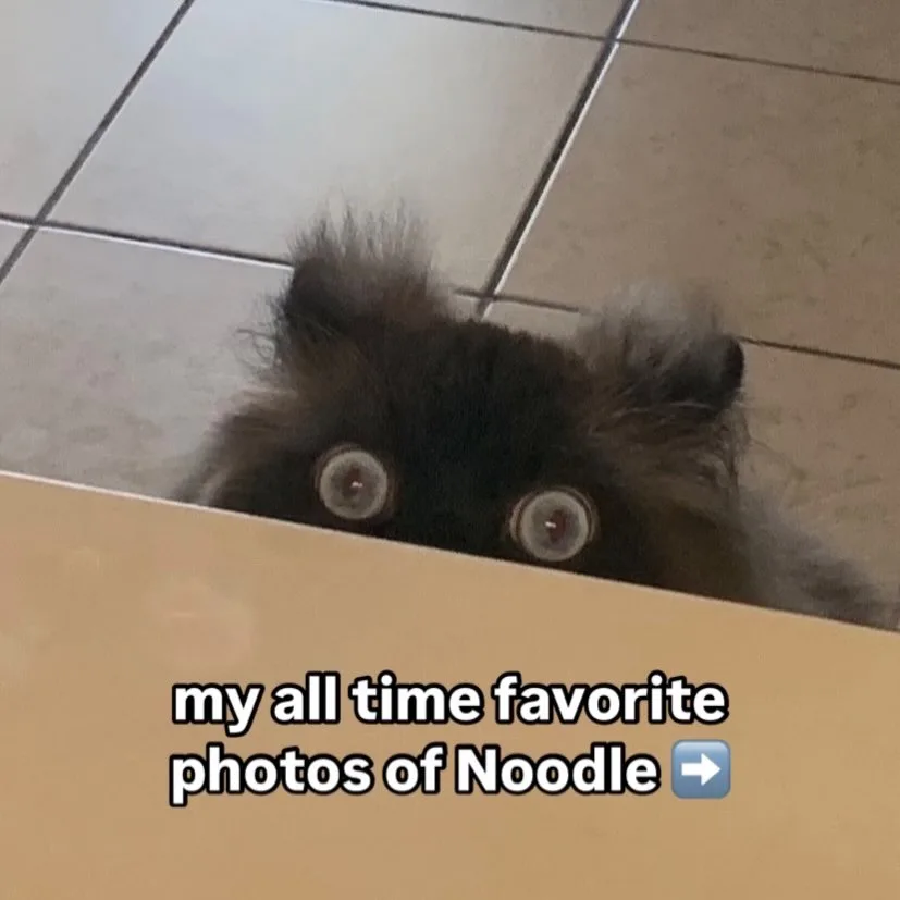 A small, fluffy dark-furred dog with wide, startled eyes peeks over the edge of a light-colored surface, looking up at the…