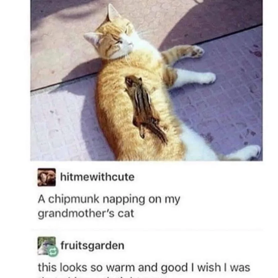 An orange and white cat is lying on its back on a paved surface, appearing relaxed with its eyes closed. A small chipmunk is…