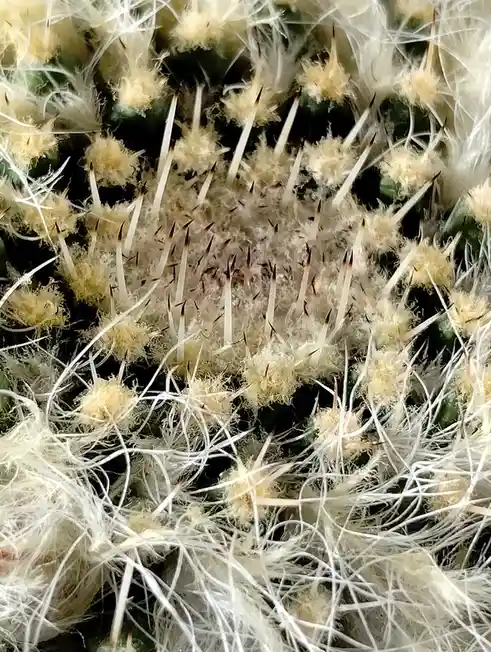 A close-up photo of a fuzzy, spiky cactus covered in white bristles and sharp, dark-tipped spines, with the overlaid text…