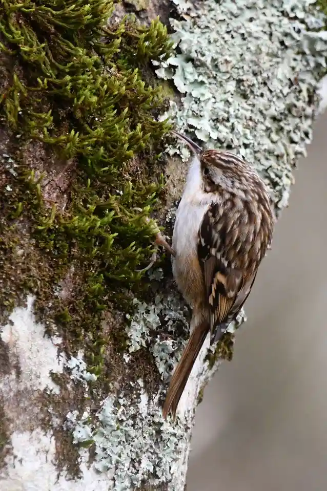 A small brown and white bird with a curved beak is clinging to a tree trunk covered in green moss and light gray lichen…