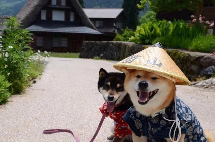 Two shiba inu dogs stand on a gravel path in front of traditional Japanese houses. The dog in the foreground wears a straw…