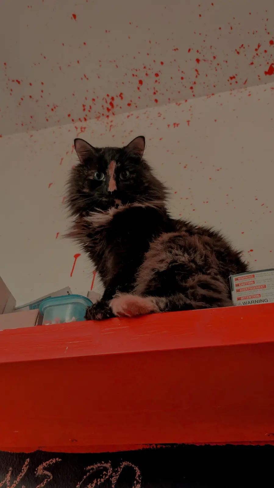A long-haired black and pink cat sits calmly on a red shelf, looking directly at the camera, while the wall and ceiling…
