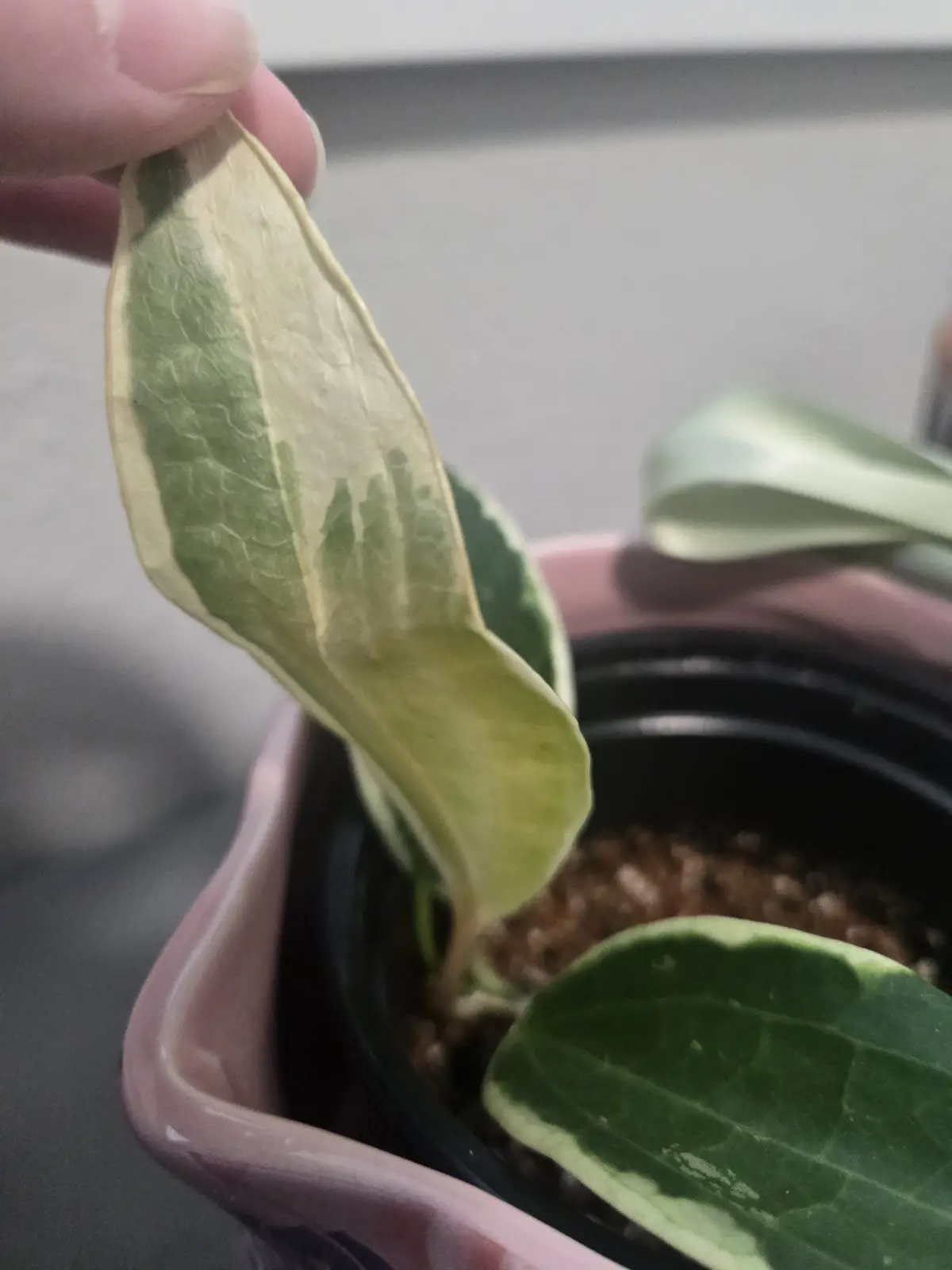 A hand holds up a wilting, yellowing leaf from a variegated houseplant in a pink pot, with the text 'my plant is dead'…