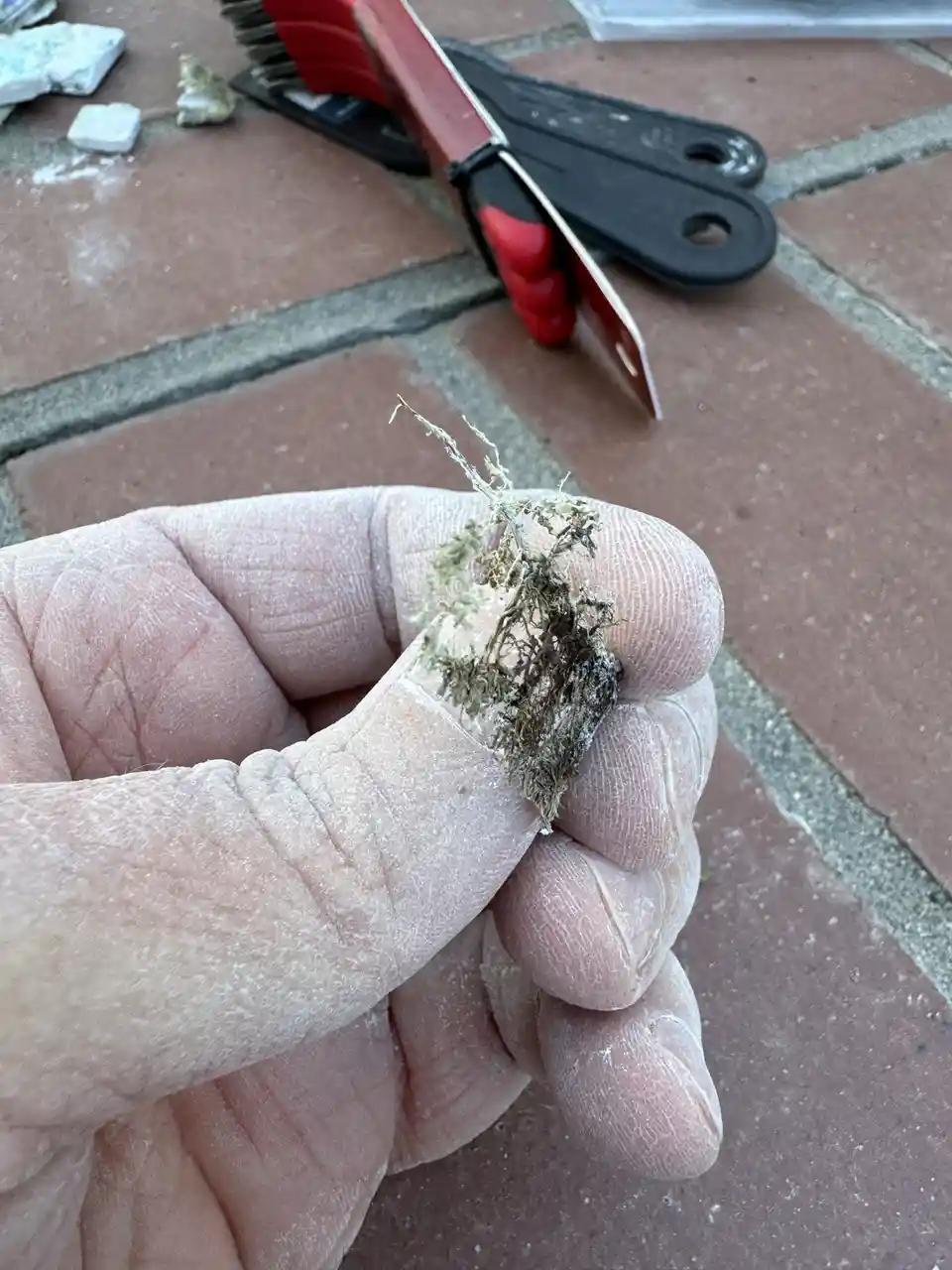 A hand covered in white dust holds a clump of dried, stringy moss or lichen, with cleaning tools like a red-handled scraper…