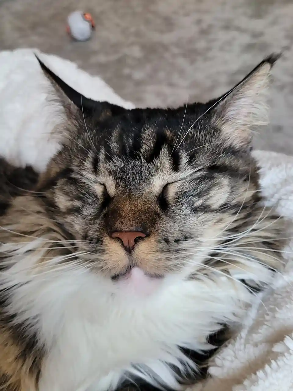 A close-up of a fluffy, long-haired tabby cat with a white chest and paws, peacefully sleeping with its eyes shut on a soft…