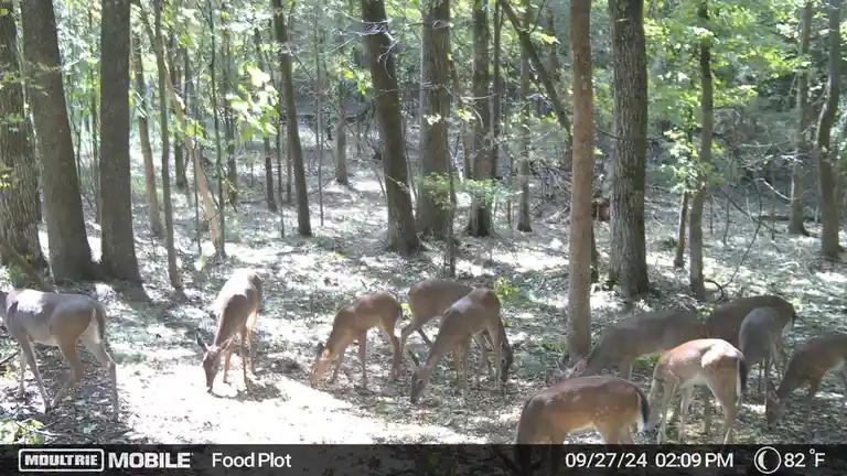 A group of deer are gathered in a sun-dappled forest, grazing on the forest floor among trees. The image is a wildlife…