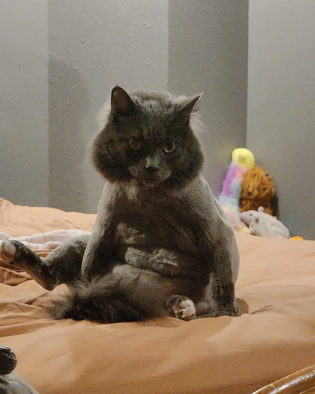 A fluffy gray cat sits cross-legged on a peach-colored bedspread, looking directly at the camera with a bored expression…