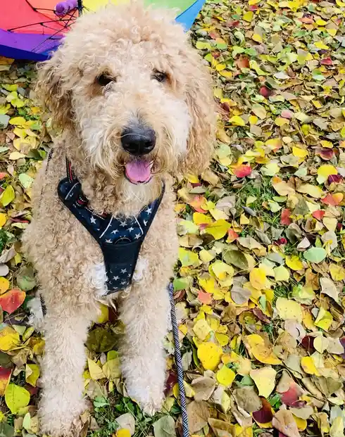 A fluffy, light-brown curly-haired dog wearing a star-patterned harness sits happily in a pile of colorful autumn leaves…