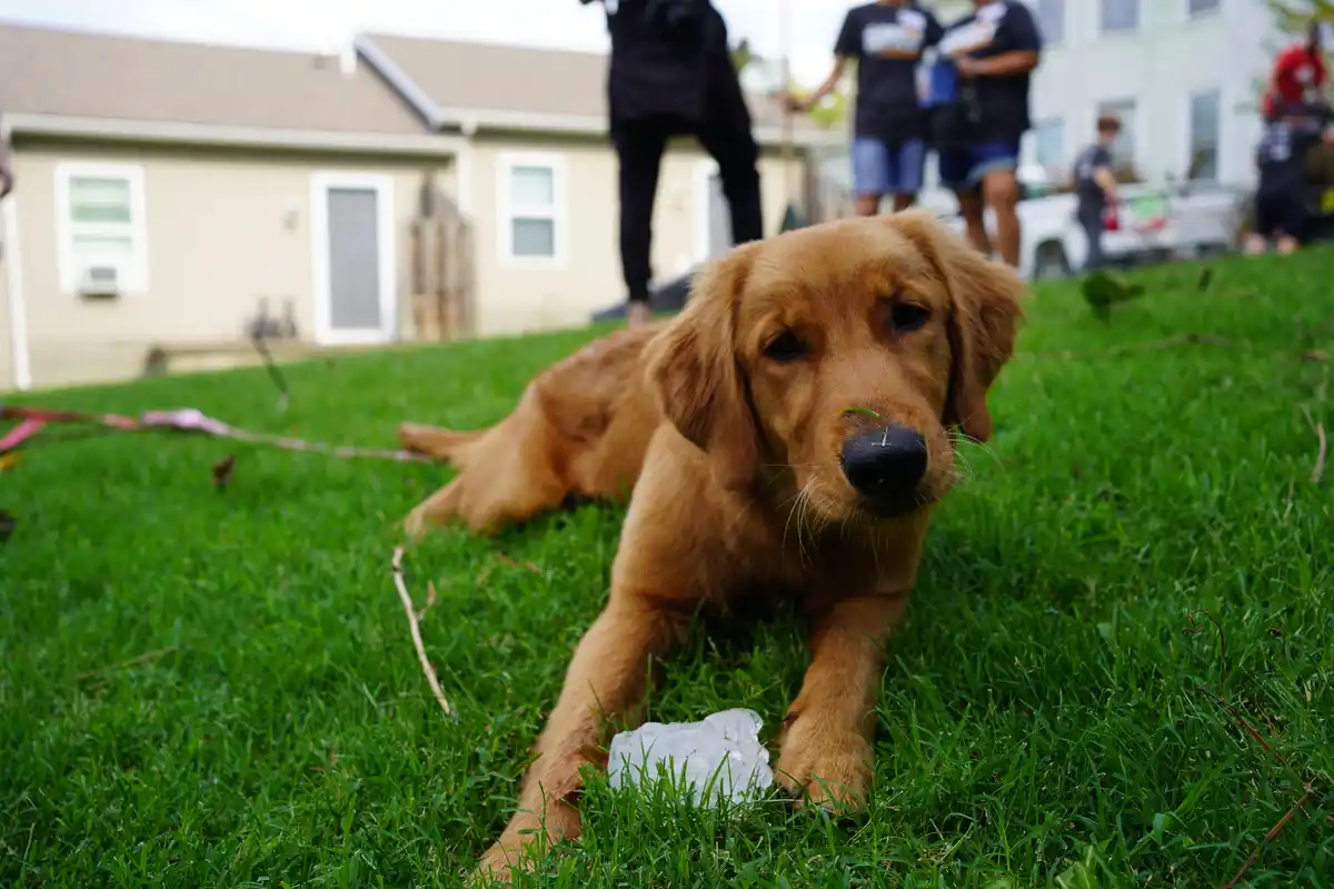 A golden retriever puppy lies on green grass with a piece of ice near its paw, looking directly at the camera with a sad…