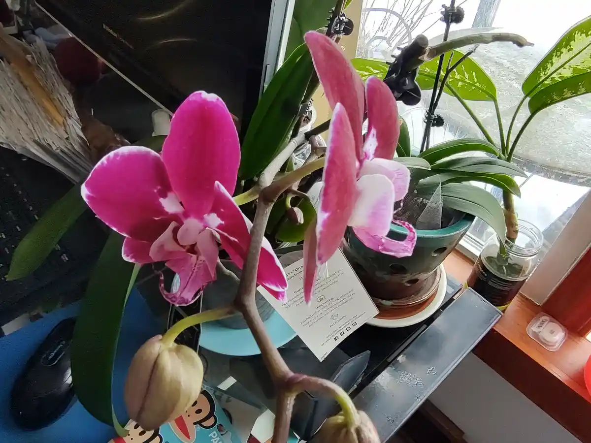 A close-up photo shows a vibrant pink orchid with two open flowers and unopened buds, sitting on a cluttered windowsill next…