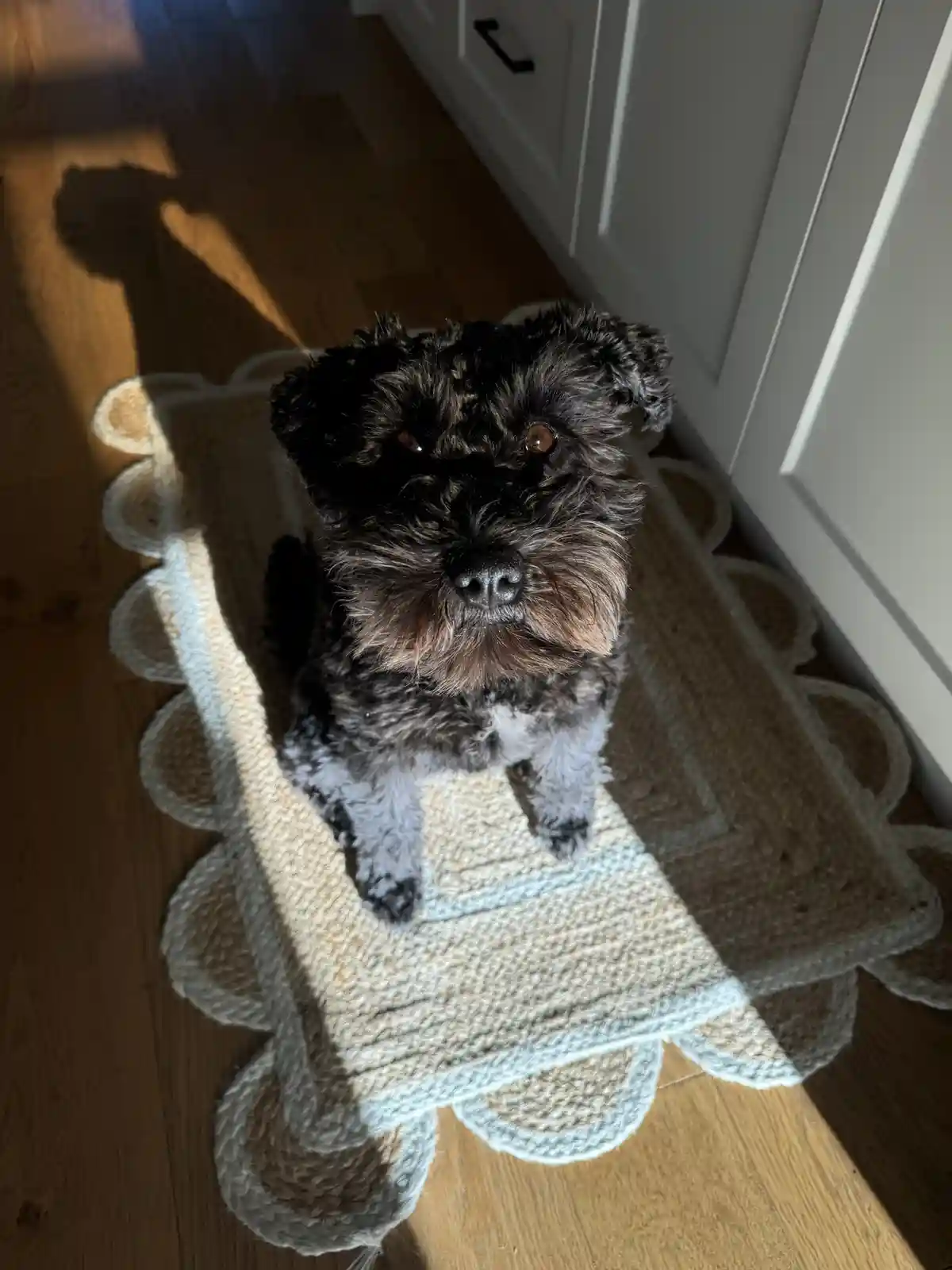 A small, scruffy black and gray dog with brown eyes sits upright on a beige and light blue scalloped rug on a wooden floor…
