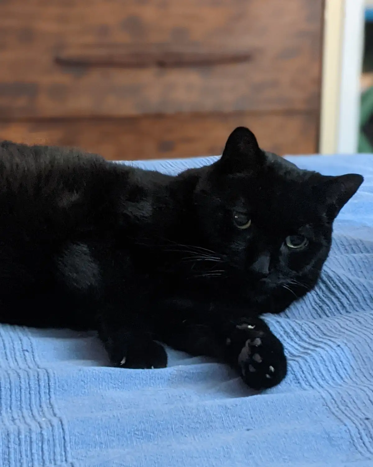 A black cat with green eyes lies on a light blue textured blanket, looking directly at the camera with a relaxed but…