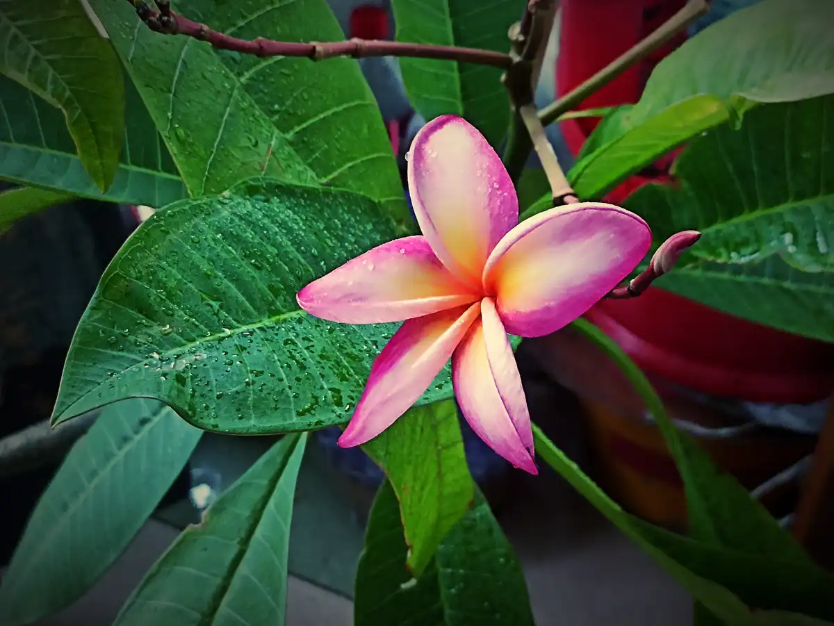 A close-up photo shows a vibrant pink and yellow frangipani flower with water droplets on its petals and surrounding green…