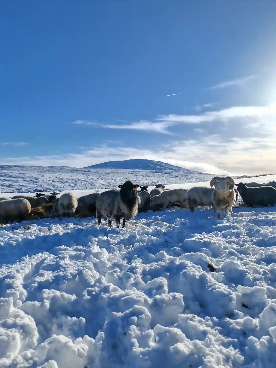A flock of sheep stands in a snowy field under a bright blue sky with distant snow-covered hills; one sheep looks directly…