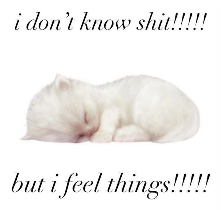 A small, fluffy white kitten is curled up and sleeping peacefully against a plain white background. Above the kitten, the…