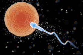 A biological illustration shows a single blue sperm cell with a long tail swimming toward a large orange egg cell against a…