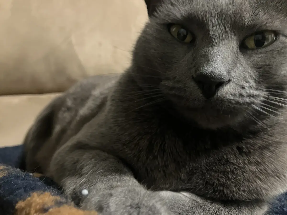 A close-up photo of a gray cat with yellow eyes staring directly at the camera, lying on a couch. The cat has a stern…