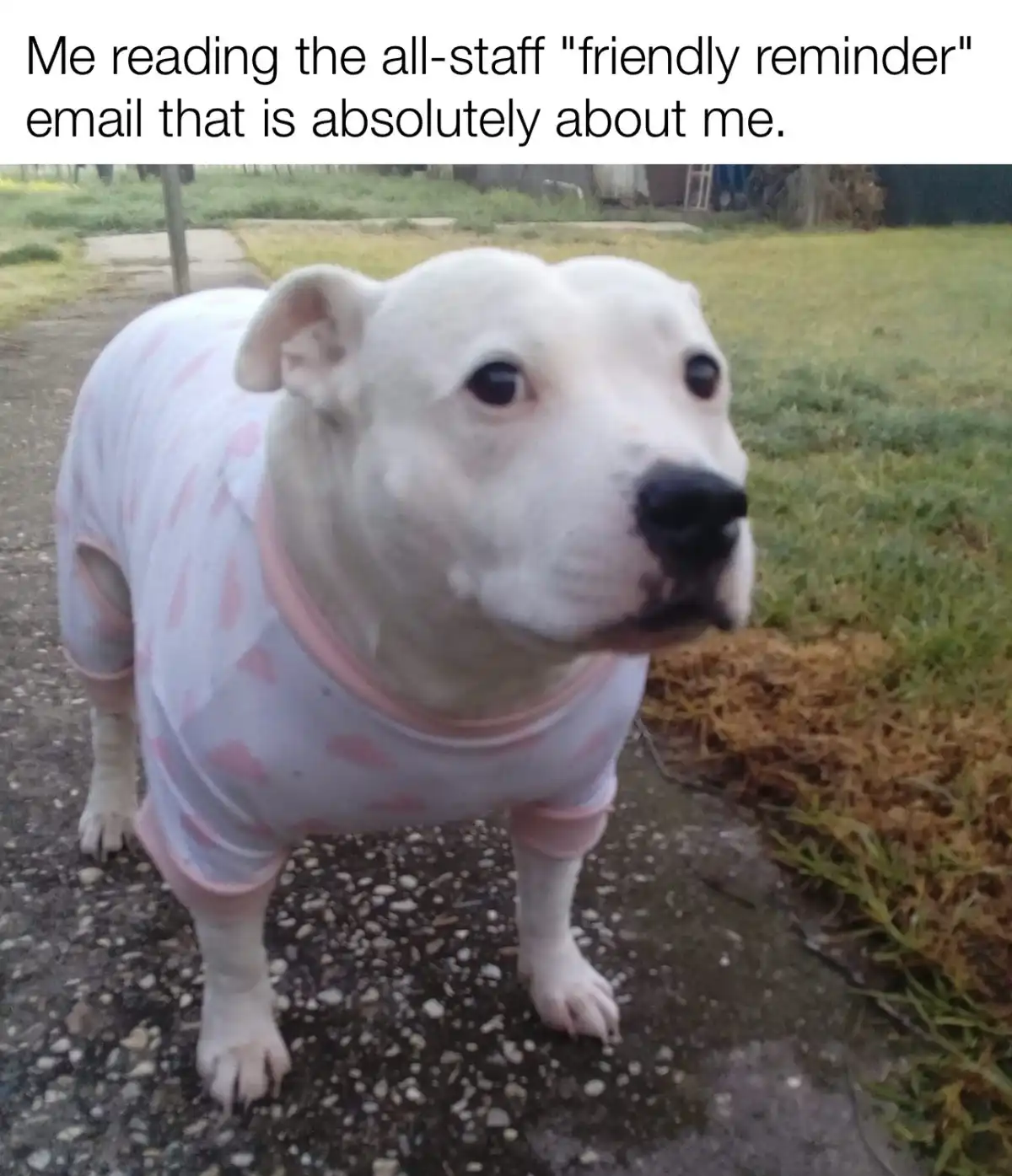 A white dog wearing a pink and white heart-patterned onesie stands on a gravel path, looking slightly to the side with a…